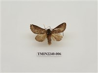 藏品(霧迴舟蛾)的圖片